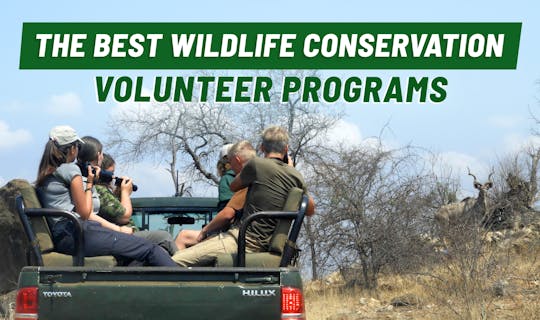 Best Wildlife Conservation Volunteer Programs for 2023 & 2024 with International Volunteer HQ.