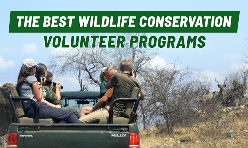 Wildlife Volunteering Abroad: Best Wildlife Conservation Programs