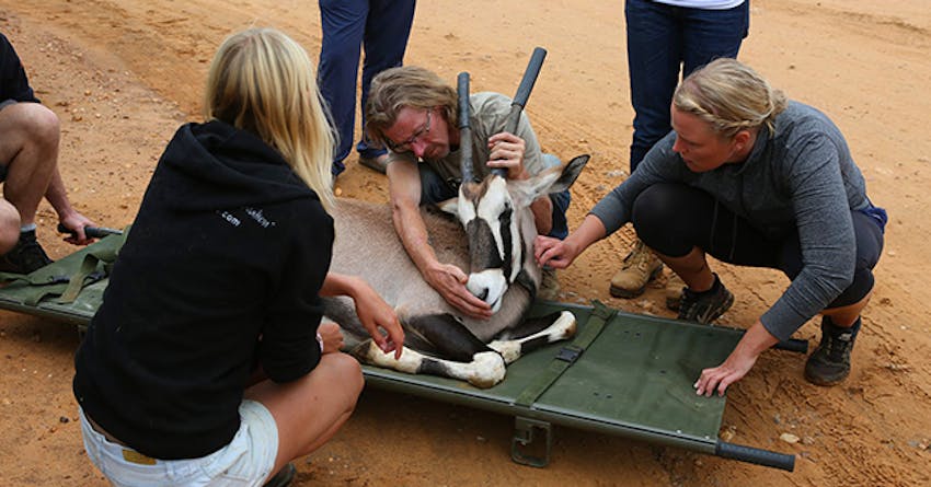 Wildlife volunteering in Namibia with IVHQ