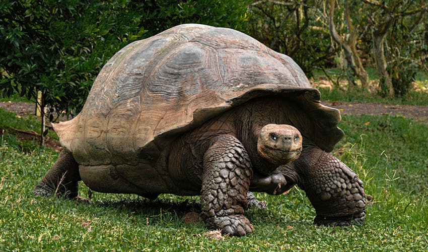 Take a winter break volunteering in the Galapagos Islands with IVHQ