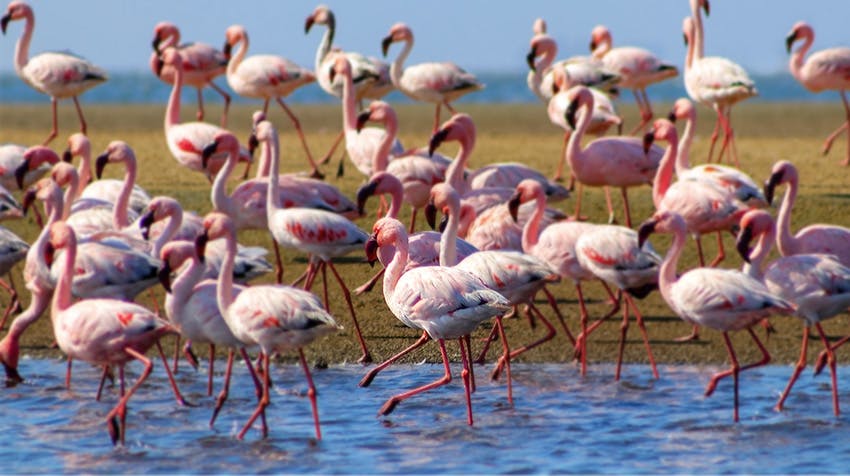 Discover the Makgadikgadi Pans while volunteering in Botswana with IVHQ.