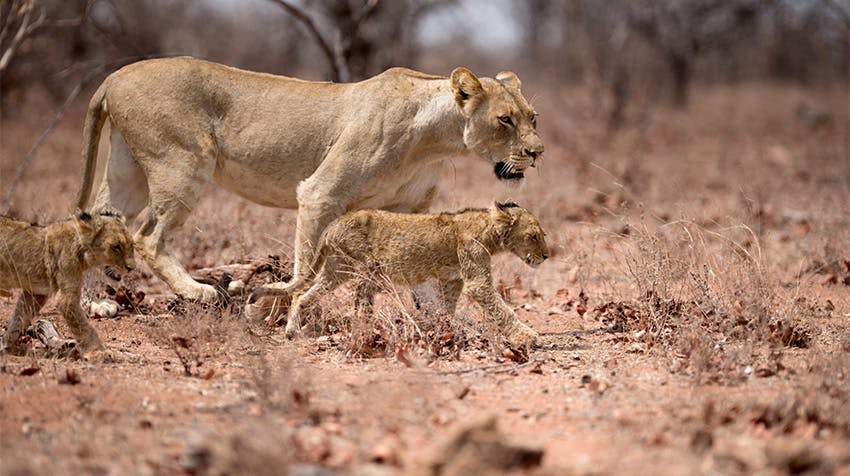 Explore the Central Kalahari Game Reserve while volunteering in Botswana with IVHQ.
