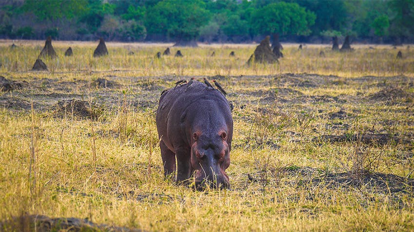 Why You’ll Love Volunteering in Malawi as an Environmental Conservation volunteer with IVHQ.