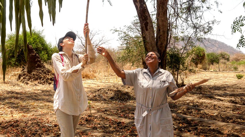 Embrace the Green Movement for Malawi's Environment as an Environmental Conservation volunteer with IVHQ.