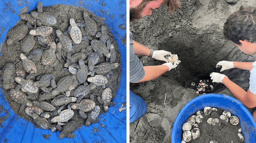Rithanyaa and volunteers at turtle conservation project in Costa Rica with IVHQ.