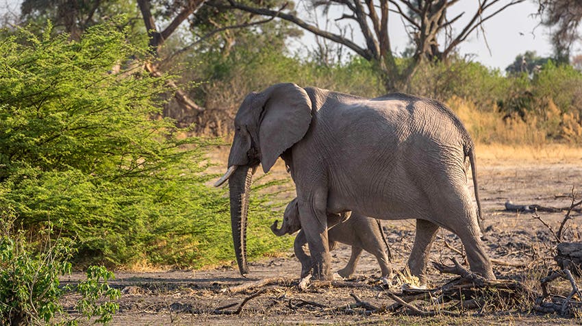 What to Expect: Safeguard Botswana’s Wildlife in the Heart of Southern Africa with IVHQ