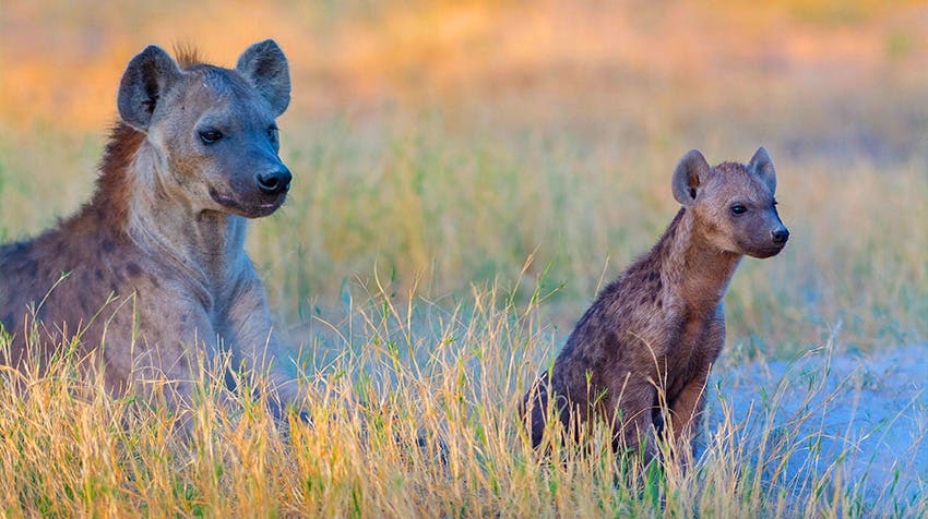 What to Expect: Exploring home to the Big Five volunteering in Botswana with IVHQ