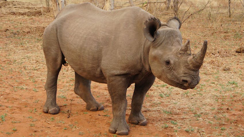 Get up close to Rhinos as a volunteer in Victoria Falls