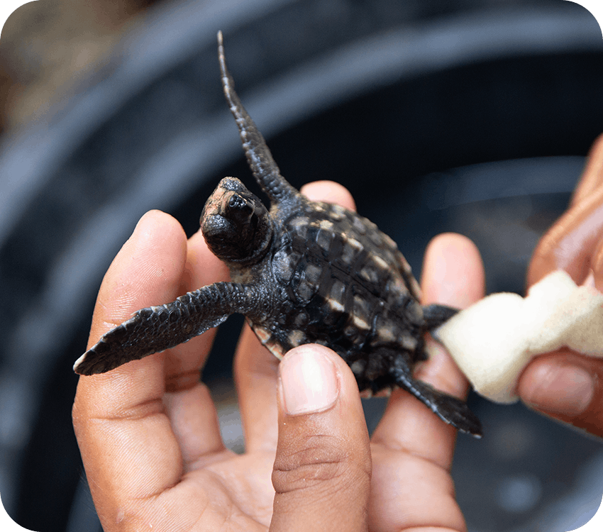 IVHQ has 40+ countries trusted by over 144,000 travelers