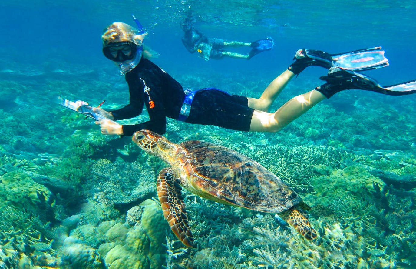 Best Sea Turtle & Marine Conservation Volunteer Abroad Programs | IVHQ