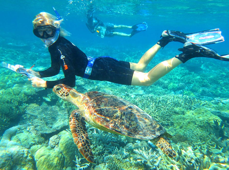 Great Barrier Reef Conservation Volunteer Program | IVHQ