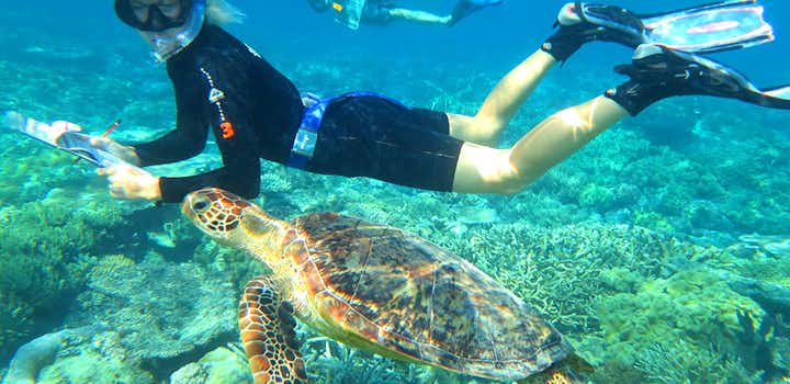 Volunteer on the Marine Conservation volunteer project in Australia with IVHQ