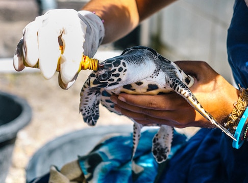 Volunteer on the Sea Turtle Conservation project in Nusa Penida, Bali with IVHQ
