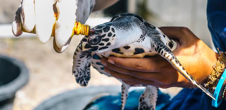 Volunteer on the Sea Turtle Conservation project in Nusa Penida, Bali with IVHQ