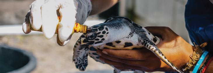 Turtle Conservation volunteer in Bali with IVHQ