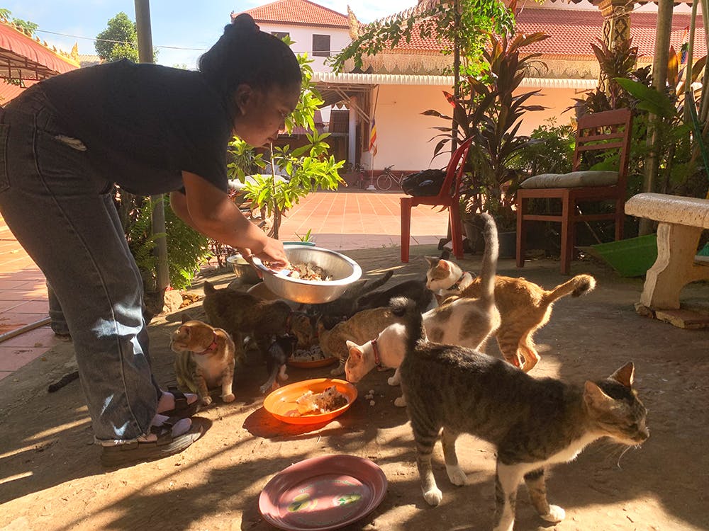 Animal Care in Cambodia