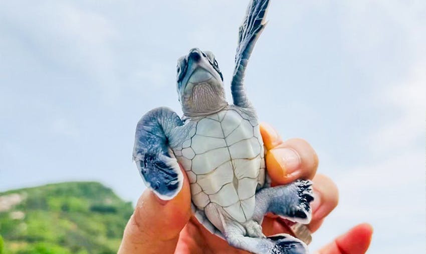 Turtle Conservation in China