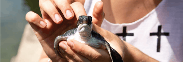 Turtle Conservation volunteer in Sri Lanka with IVHQ