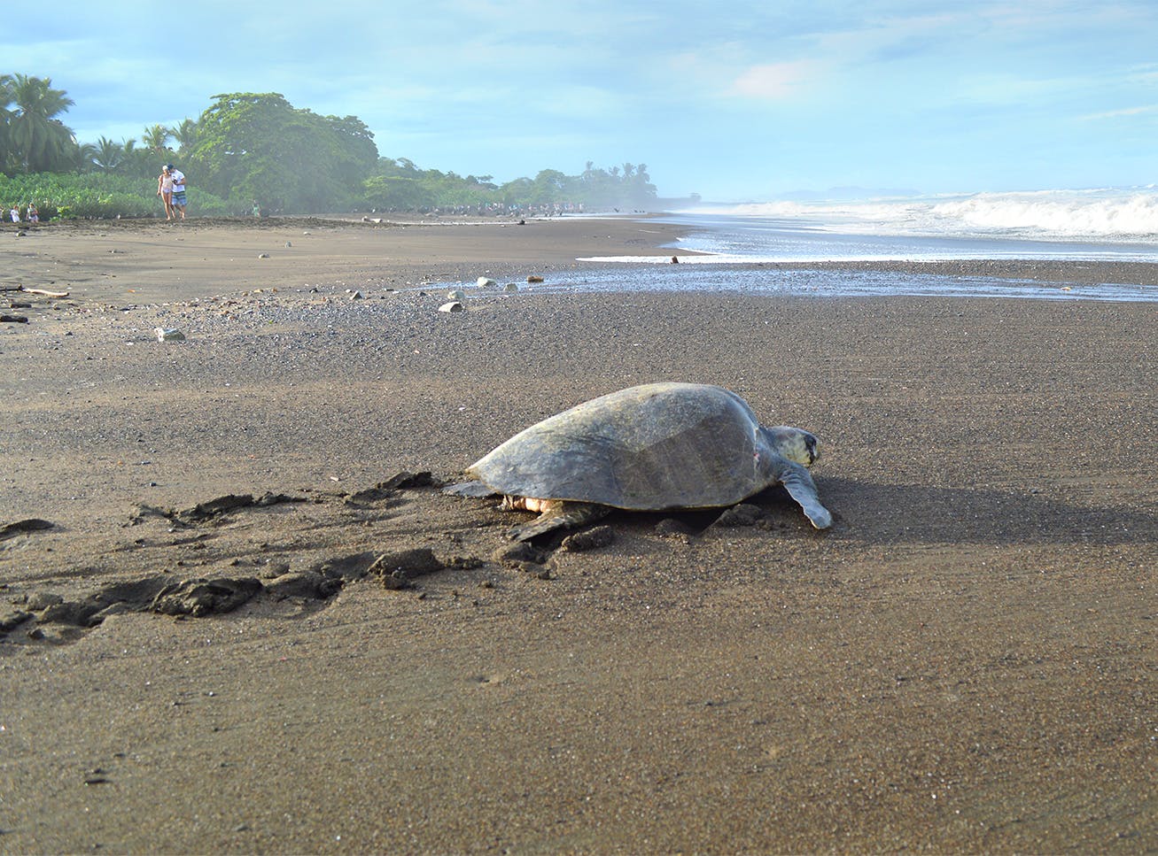 Turtle Conservation Volunteer Project - Costa Rica
