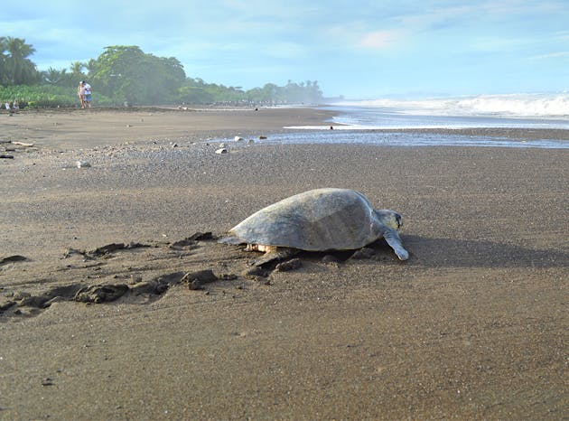 Sea Turtle Conservation Volunteering in Costa Rica | IVHQ