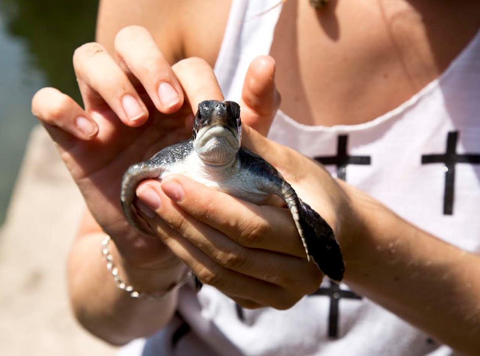 Sea Turtle Conservation Volunteering in Costa Rica | IVHQ