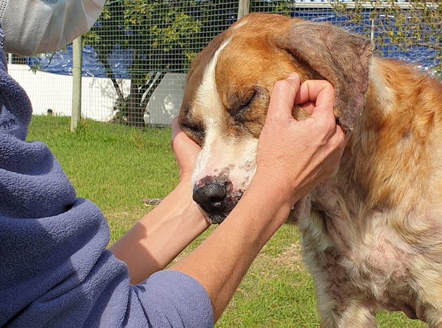 Cincinnati Animal Care Volunteer / Amanda Taylor