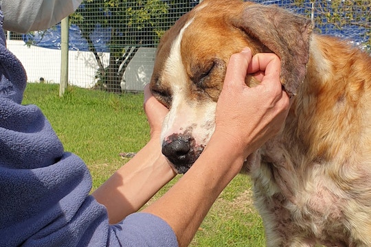 Volunteer on the Animal Care project with IVHQ in Santa Elena Ecuador