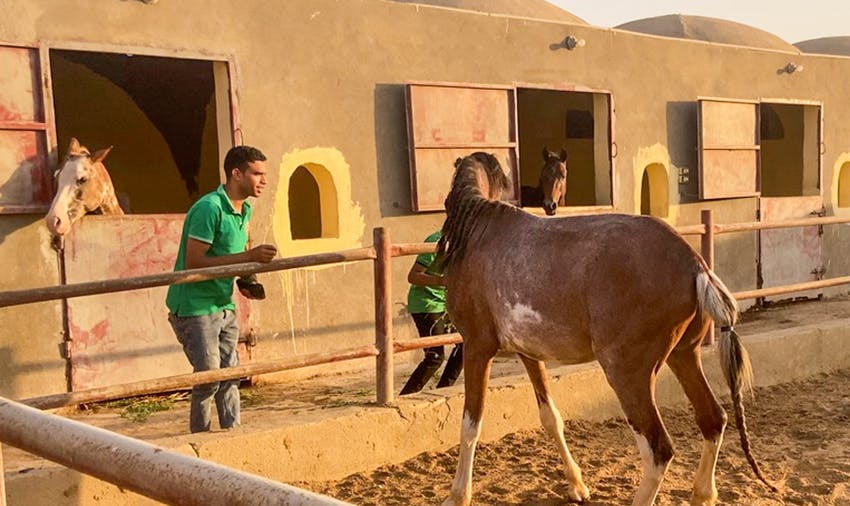 Animal Care in Egypt