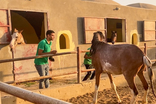 A volunteer in a green shirt engages with a brown and white horse in a sandy paddock outside a row of stables, with other horses visible in the background on the IVHQ animal care project in Cairo, Egypt.