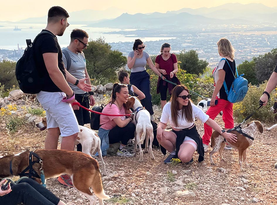 Animal Care Volunteer Program in Greece - Athens