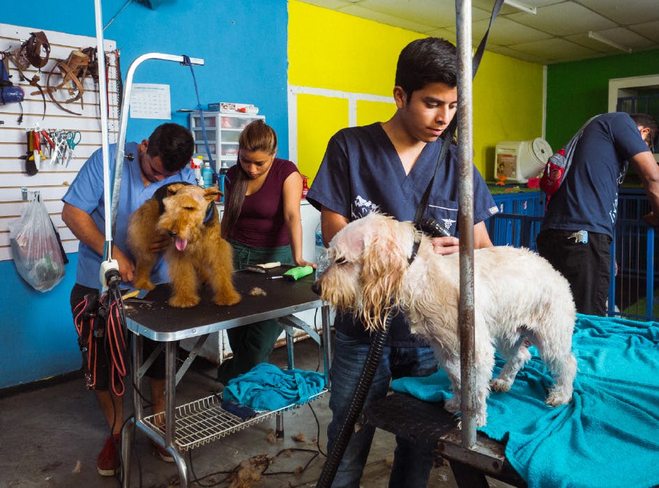 Animal Care Volunteer Project in Guatemala - Antigua