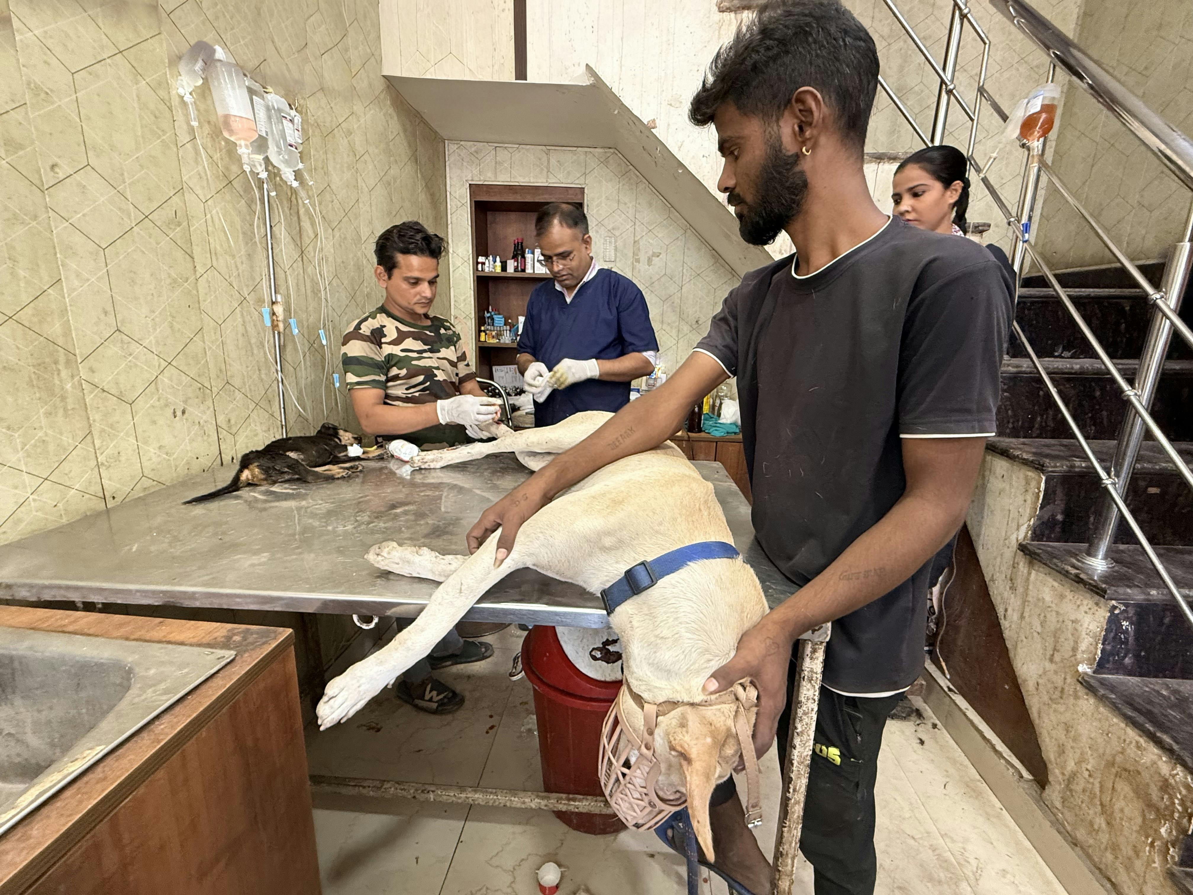 IVHQ Volunteer providing first-aid to rescue dogs at the Animal Care placement