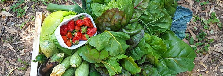 Volunteer on the Inclusive Agriculture project with IVHQ in Rome, Italy