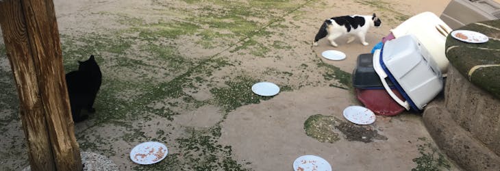 Animal care volunteering in Rome, Italy with IVHQ