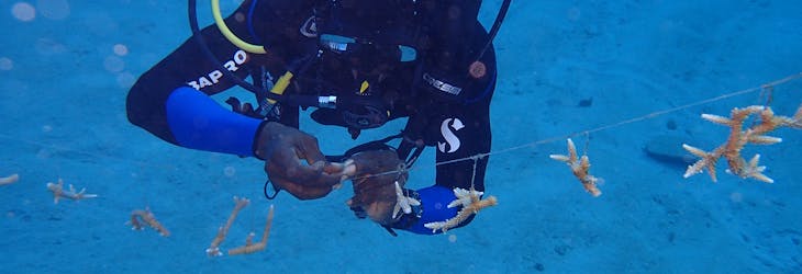 Marine Conservation volunteer in Jamaica with IVHQ