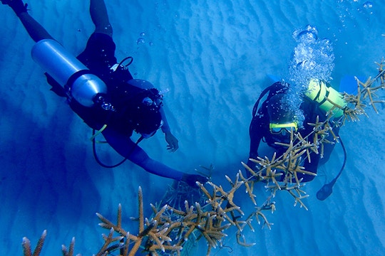 Marine Conservation volunteer project in Jamaica with IVHQ