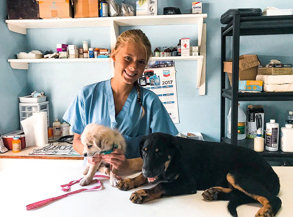 Veterinary Care Volunteering in St Mary Jamaica IVHQ