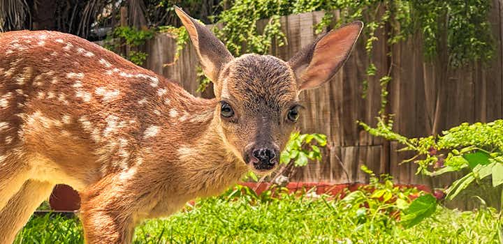 A baby deer at a deer conservation center in La Ventanilla, Mexico, gazing directly at the camera.
