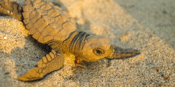 A baby sea turtle on a sandy beach basking in sunlight, located in La Ventanilla, Mexico.