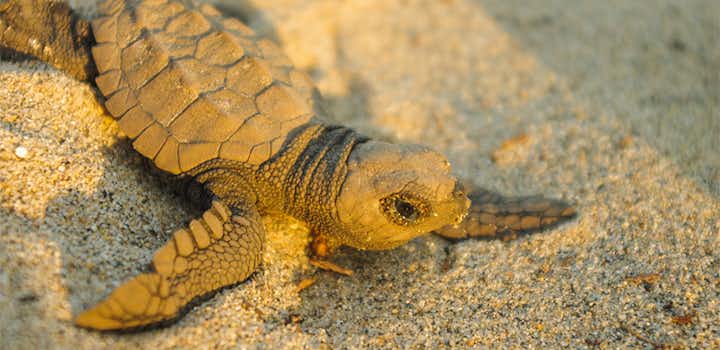 A baby sea turtle on a sandy beach basking in sunlight, located in La Ventanilla, Mexico.