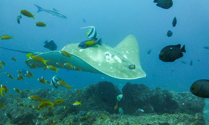 Marine Conservation in Mozambique