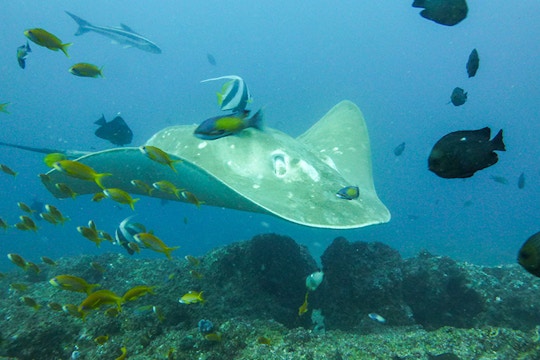 Stingray and small eye rob fish