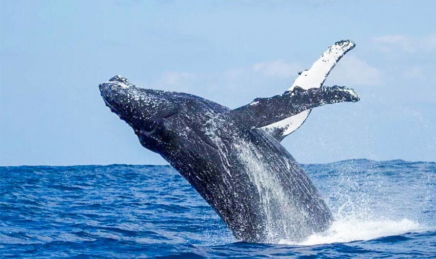 Whale Conservation in Mozambique
