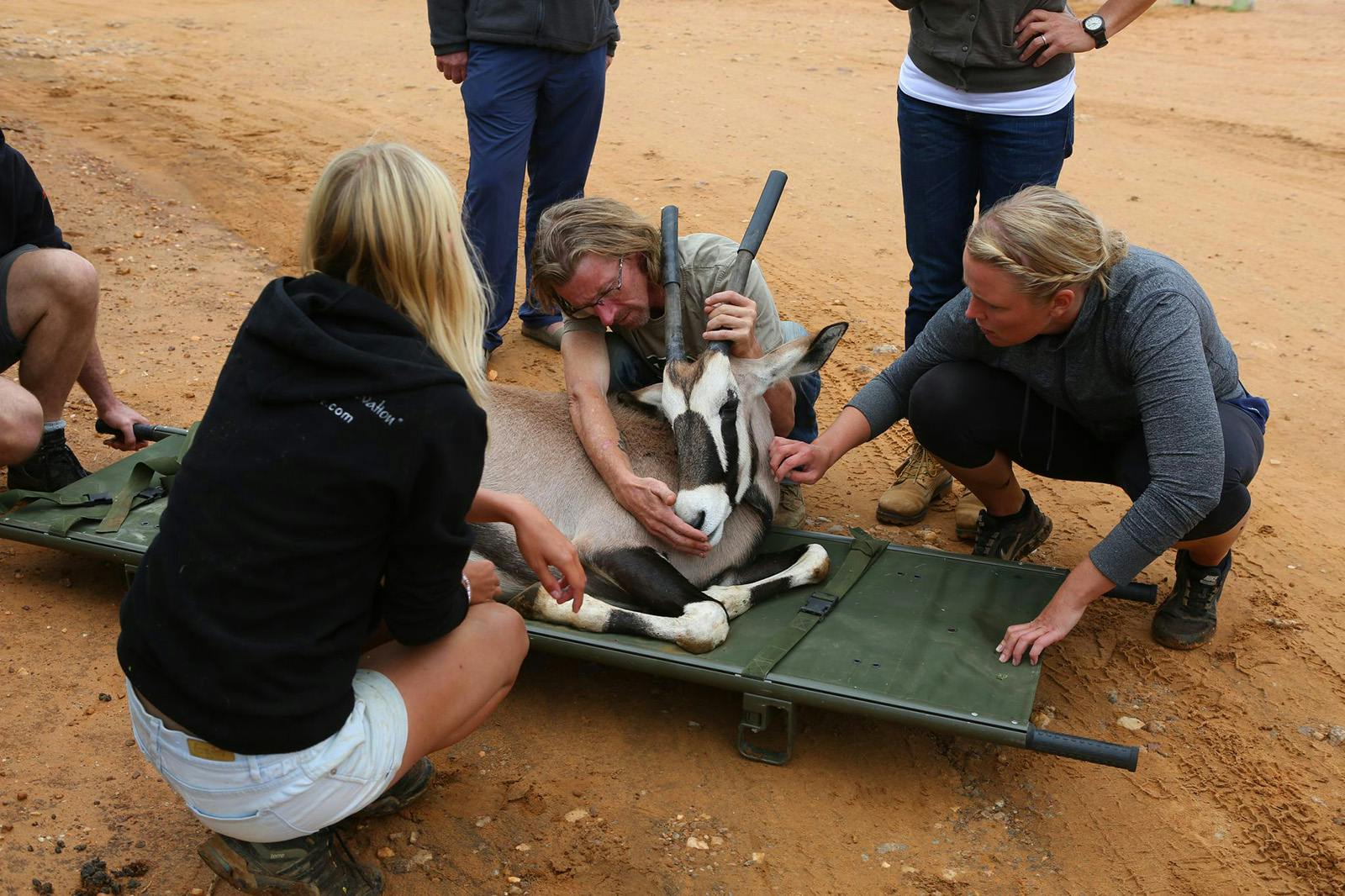 Wildlife Volunteer Program in Namibia