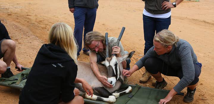 Volunteer on the Wildlife Conservation Volunteer Project in Namibia with IVHQ