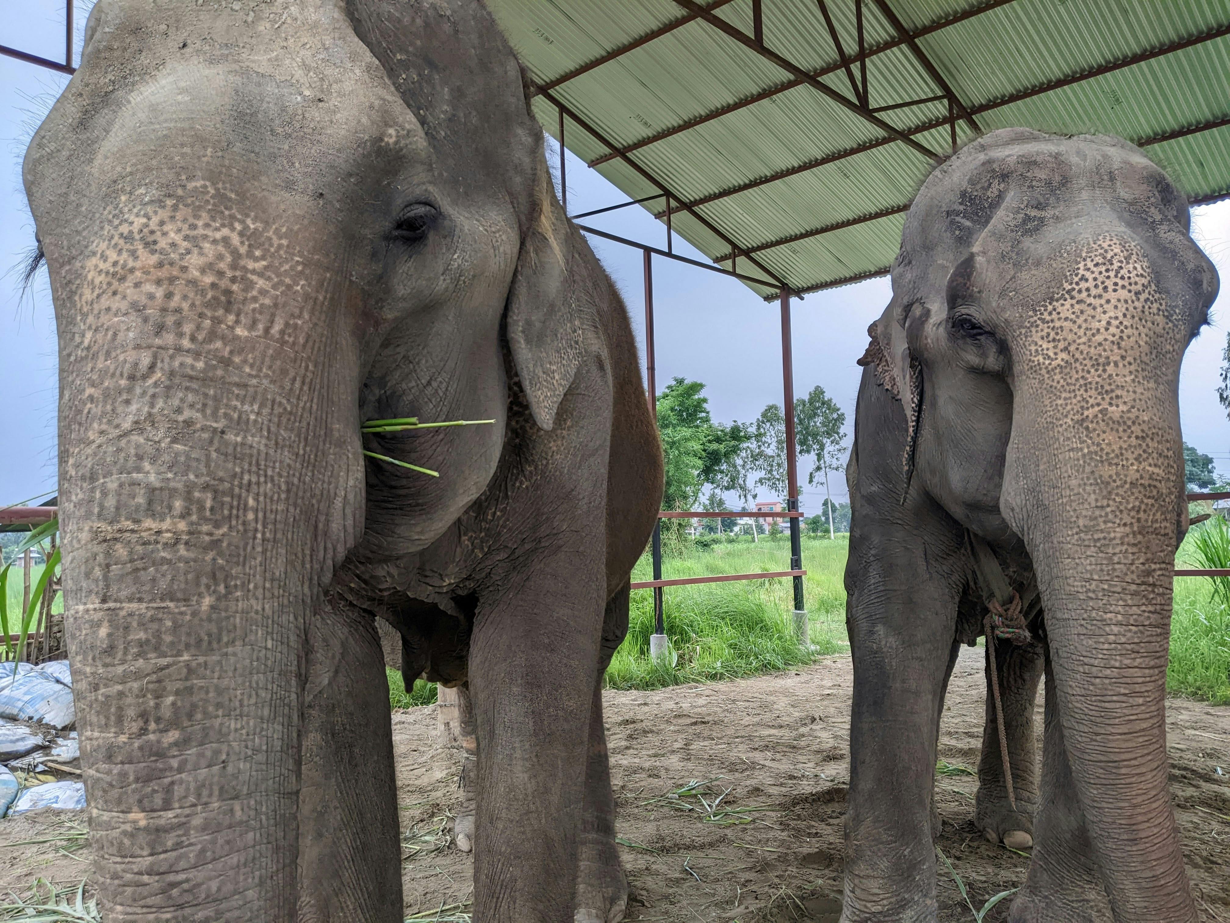 Elephant Conservation Volunteer Program in Nepal