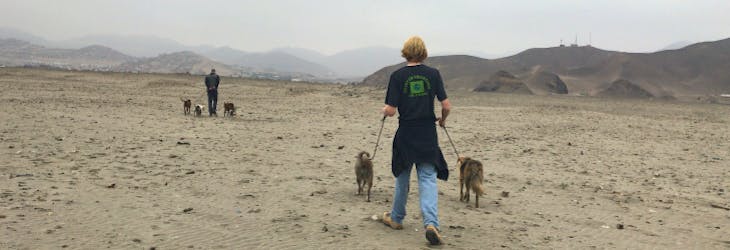 Animal care volunteering in Lima, Peru with IVHQ