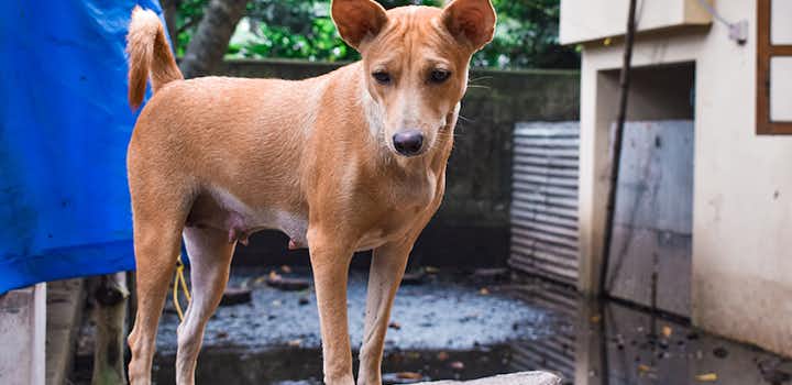 Volunteer on the Animal Care project in Lima, Peru with IVHQ