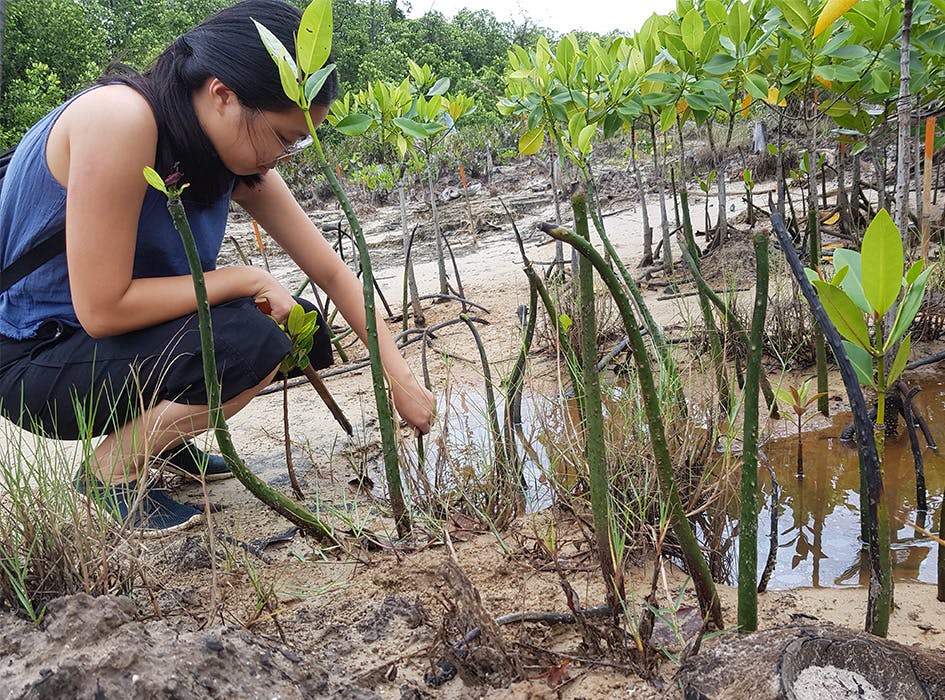 Environmental Conservation Volunteering In The Philippines | IVHQ