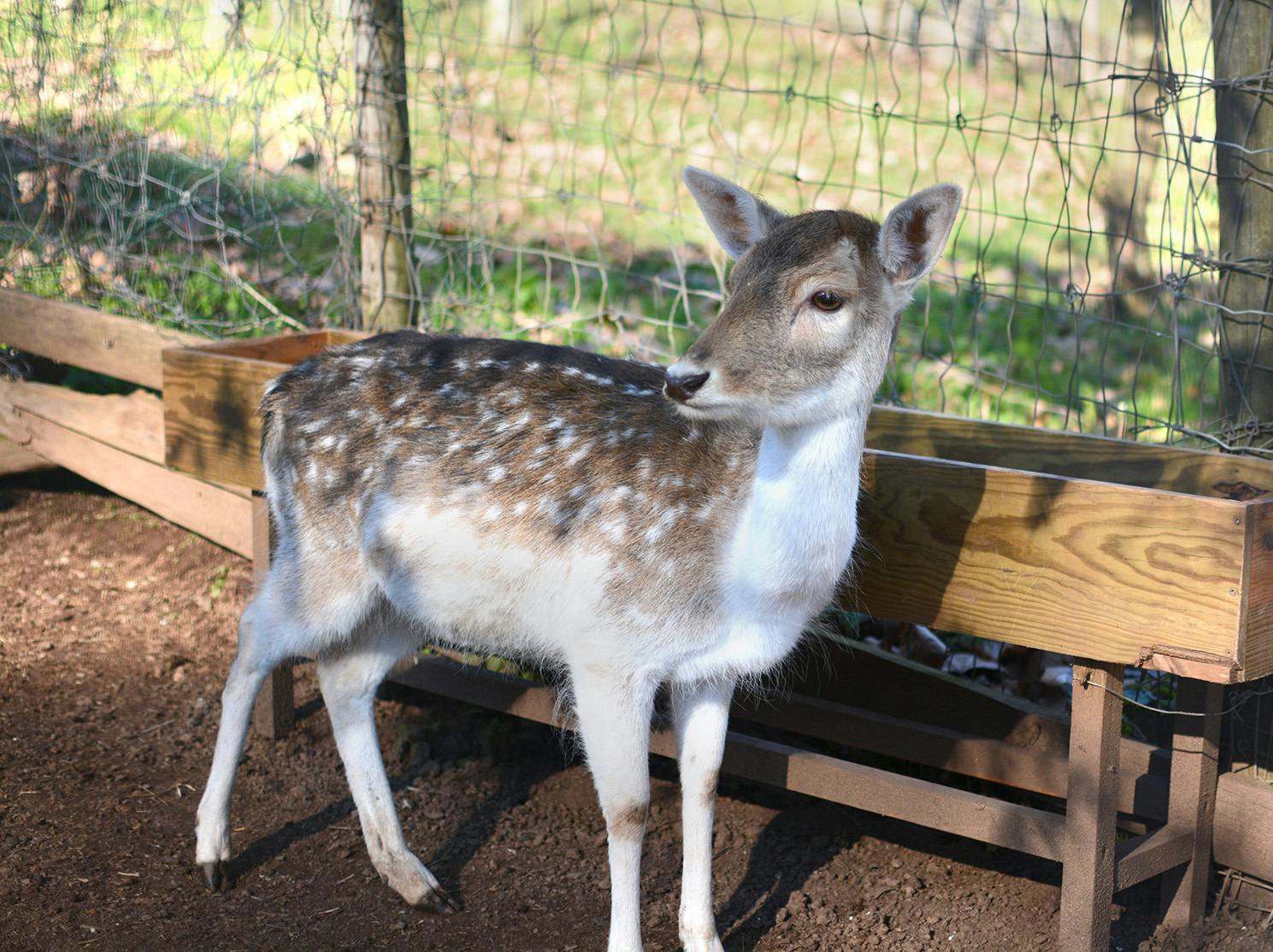 Biological Park Conservation volunteering in Portugal with IVHQ